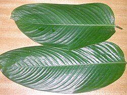 Ewe-eran leaves (Thaumatococcus daniellii)