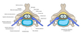 Normal situation and spinal disc herniation in cervical vertebrae