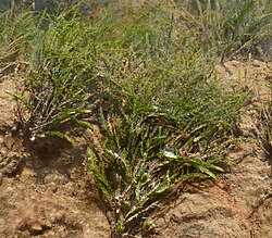 Fontinalis antipyretica, Hohenlohe, Germany