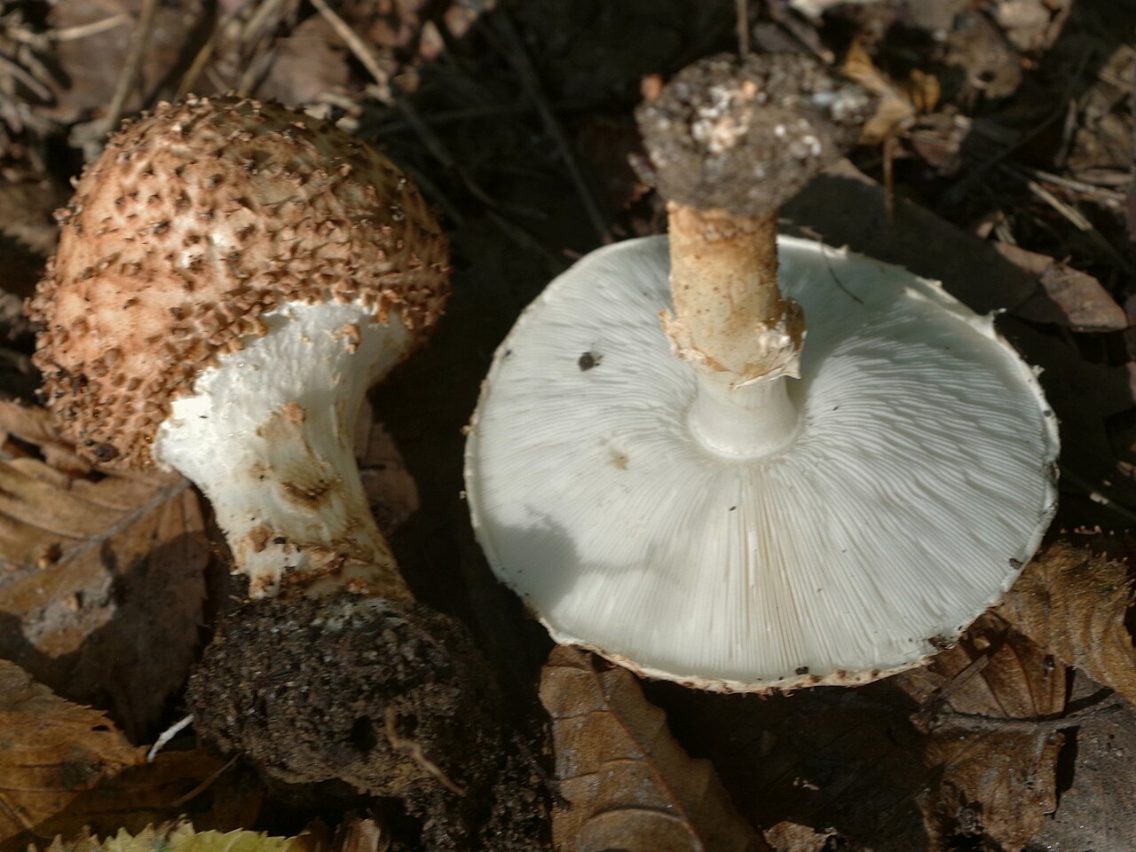 Echinoderma asperum a1 (1).JPG