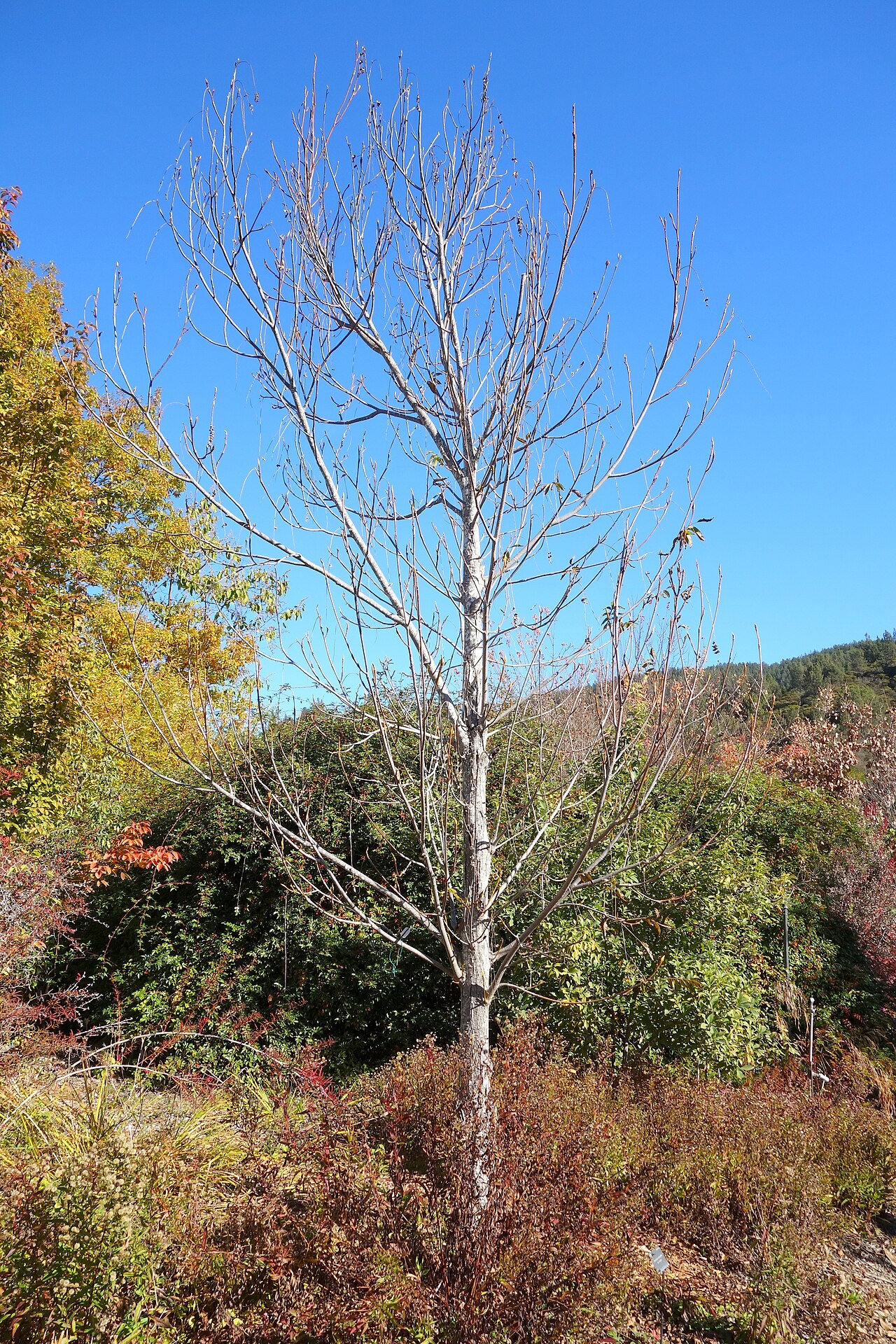 Pterocarya macroptera var. insignis - Quarryhill Botanical Garden - DSC03279.JPG