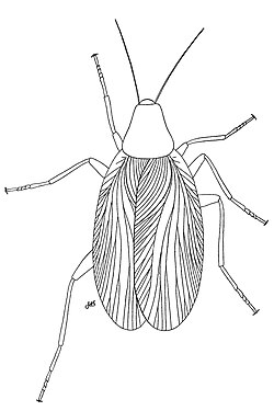 Reconstruction of Progonoblattina (=Archoblattina) beecheri from the Late Carboniferous of North America