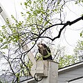 An Arborist Tree Trimming In Denver, Colorado