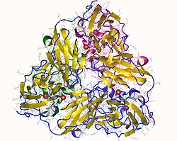 Nitrite reductase trimer + 6 Cu (red), Alcaligenes faecalis