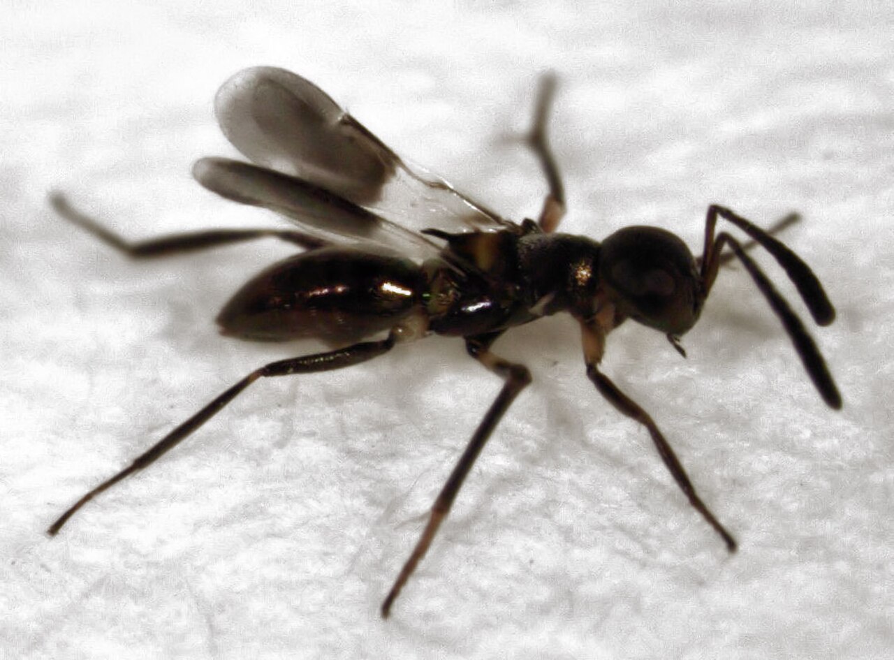 Cheiloneurus flaccus.jpg