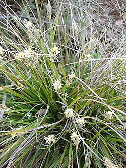 Cyperaceae (sedges), Yakutia 22,500 YBP, Alaska and the Yukon 15,000-11,500 YBP