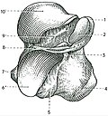 Calcaneus of the right foot; anterior view. (After Charpy.)