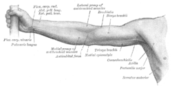 Front of right upper extremity.