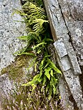 Struthiopteris spicant growing from a crevice in Wales, UK