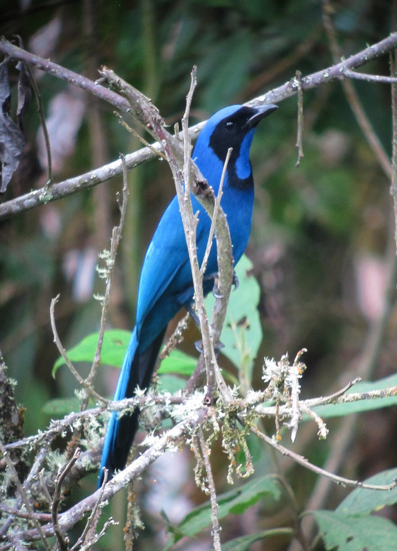 Cyanolyca armillata.jpg