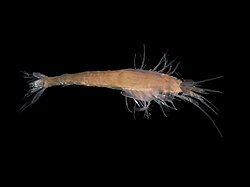 Gastrosaccus spinifer (Mysida)