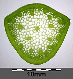 Cross section of the petiole with scale bar (10 mm)