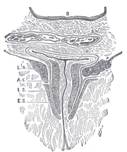 Coronal section through the anal canal. (Symington.) B. Cavity of urinary bladder. V.D. Ductus deferens. S.V. Seminal vesicle. R. Second part of rectum. A.C. Anal canal. L.A. Levator ani. I.S. Sphincter ani internus. E.S. Sphincter ani externus.
