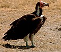 Nubian vulture, an Old World vulture
