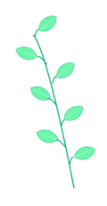 Alternate (a type of spiral)