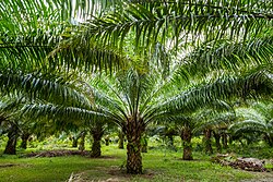 Palm plantation in Sagpangan, in Aborlan municipality