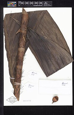 Preserved specimen of Bactris rostrata, consisting of a brown stem, and a large dark brown leaf