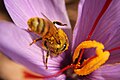 Saffron Honey