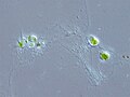 Chlorarachnion sp. (Cercozoa: (Chlorarachniophyta)