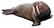 Pacific walrus