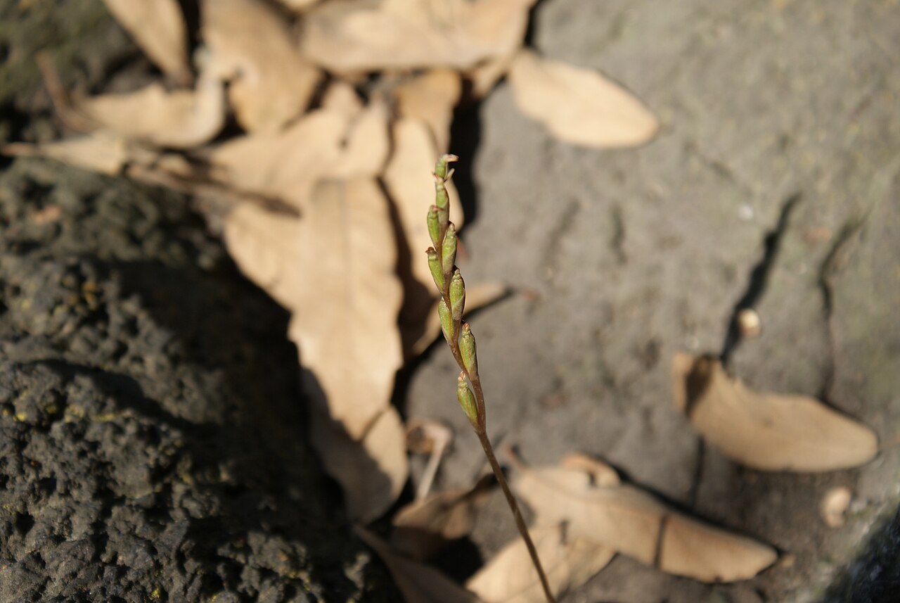 Microthelys minutiflora, Equipamiento Periférico Picacho Ajusco Canal 13, Ciudad de México, CDMX, México imported from iNaturalist photo 260039326.jpg