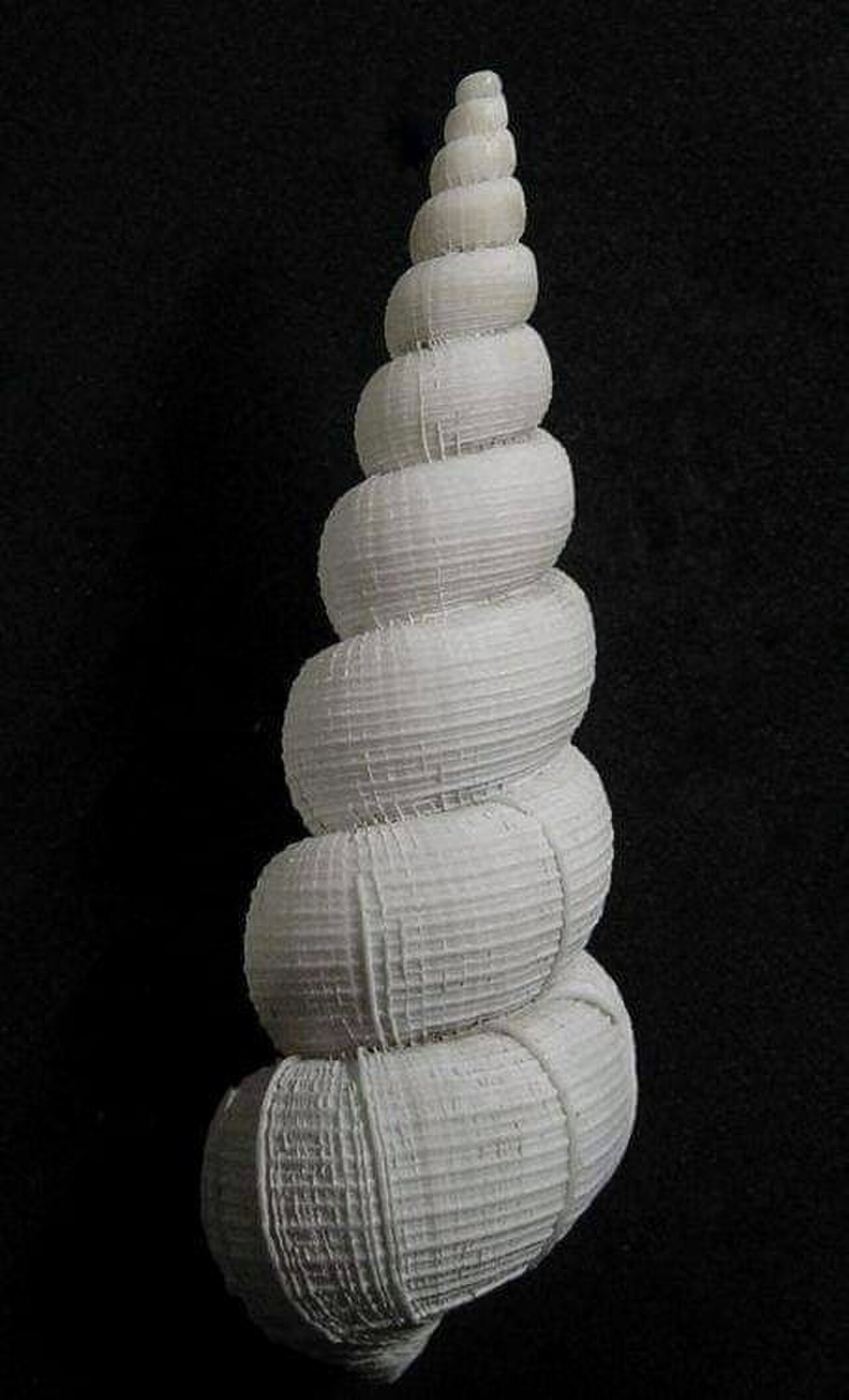 Amaea magnifica (G. B. Sowerby II, 1844) - BioLib.cz.jpg