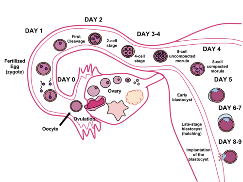 Timeline of human fertilization, ending with implantation of the blastocyst eight to nine days after fertilization.