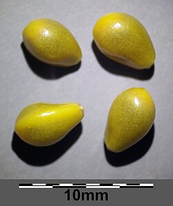 Seeds with scale bar (10 mm)