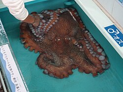 Captured specimen of a giant octopus