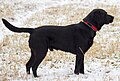 A black Labrador Retriever.