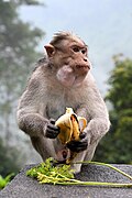 Bonnet macaque Macaca radiata