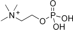 Skeletal formula