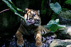 Sumatran tiger