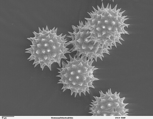 Pollen close-up