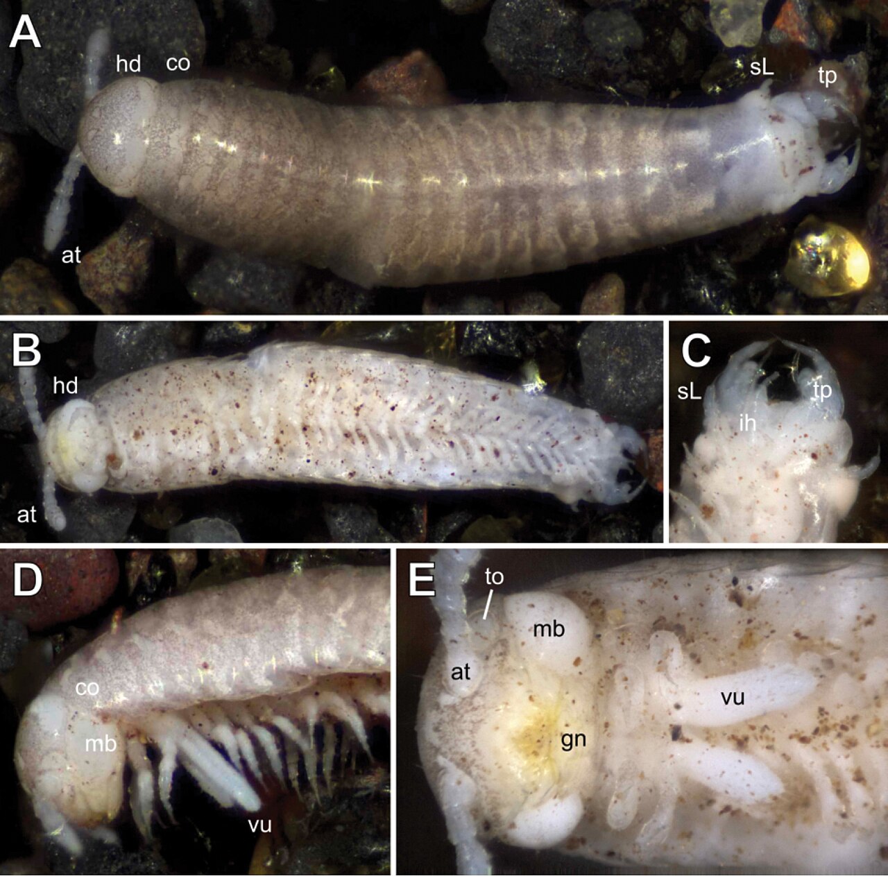 Glomeridesmus siamensis (10.3897-zookeys.1024.63678) Figure 1.jpg