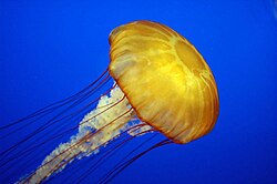 Jellyfish contract muscles in the jellylike bell to propel themselves. The elastic recoil creates a second (stop) vortex, adding efficiency.