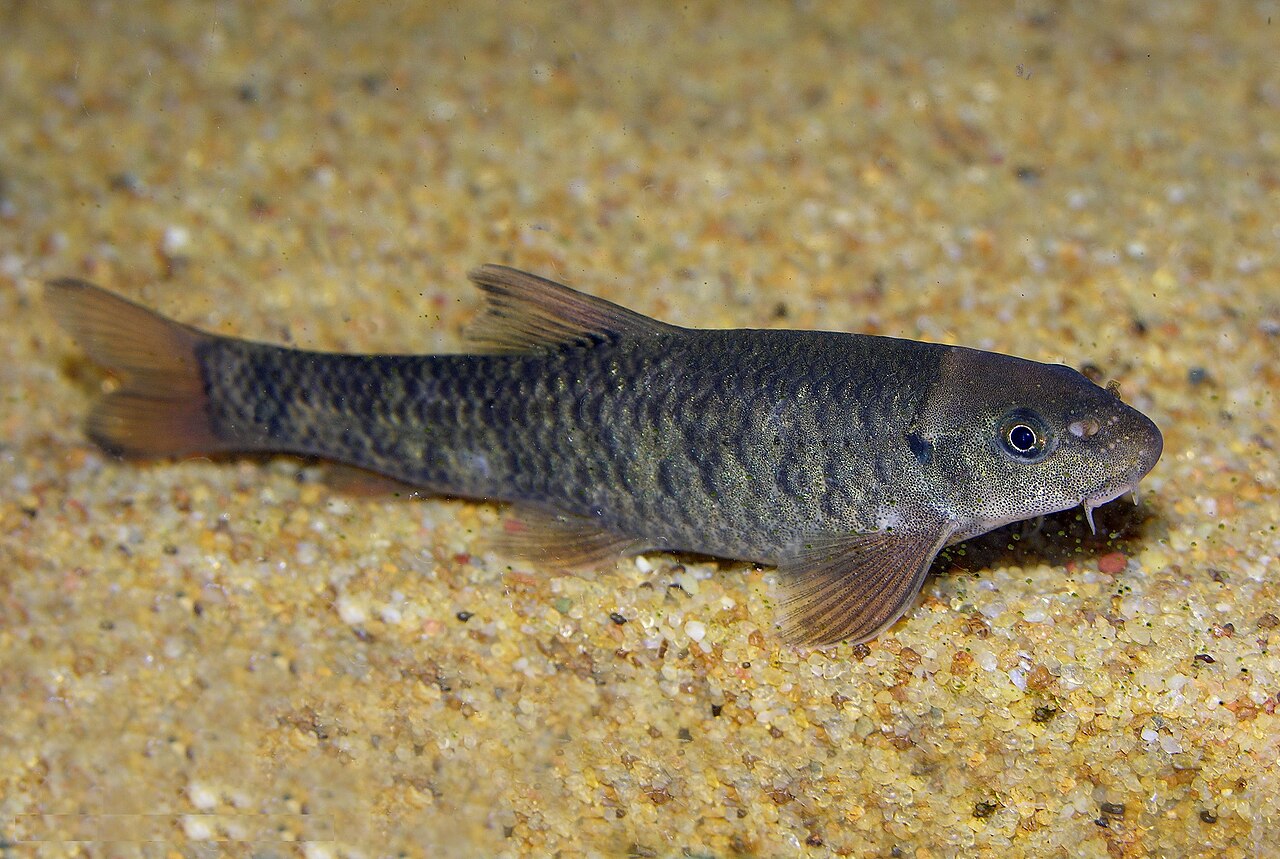 Garra Rufa.JPG