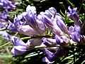Close-up of flowers