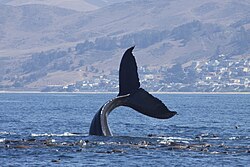 Humpback whale tail-slapping with California sea lions