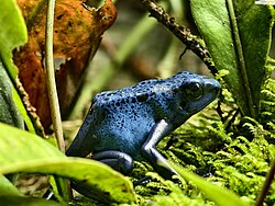 Blue poison dart frog, London ZOO, UK