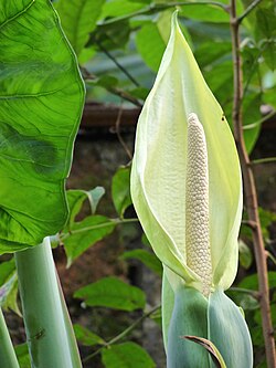 Arrowleaf elephant ear, Xanthosoma sagittifolium