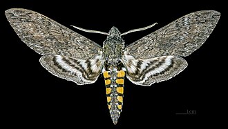 Male