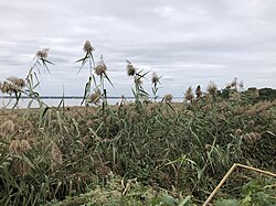 View north along the land border of New Jersey and Delaware on Finns Point