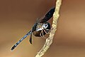 Uracis fastigiata, male