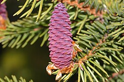 Young female cone on a Norway spruce (Picea abies)