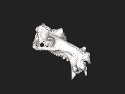 Interactive 3D partial skull scan