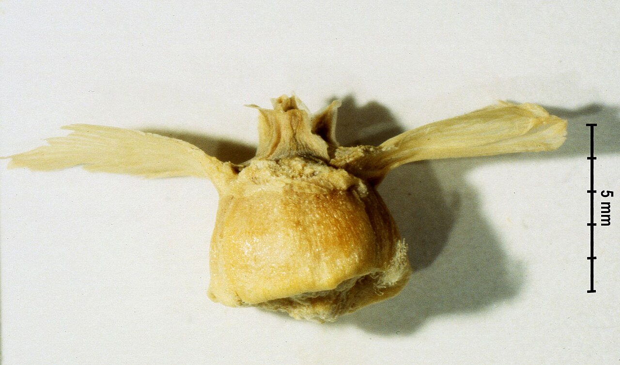Halothamnus auriculus fruit 1.JPG