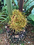 Cycas multipinnata at University of California Botanical Garden.