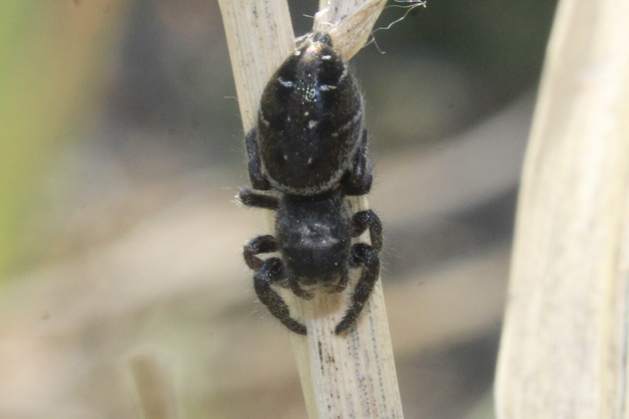 Phidippus cryptus.jpg