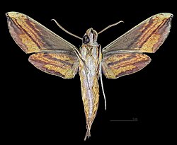 Male △ ventral
